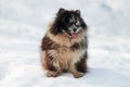 Pomeranian Spitz dog sitting on snow full size winter portrait, cute black marble tan Spitz puppy Royalty Free Stock Photo