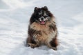 Pomeranian Spitz dog sitting on snow full size winter portrait, cute black marble tan Spitz puppy Royalty Free Stock Photo