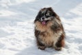 Pomeranian Spitz dog sitting on snow full size winter portrait, cute black marble tan Spitz puppy Royalty Free Stock Photo