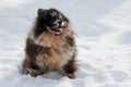 Pomeranian Spitz dog sitting on snow full size winter portrait, cute black marble tan Spitz puppy Royalty Free Stock Photo