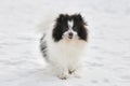 Pomeranian Spitz dog on winter outdoor walking full size portrait, cute white black Spitz puppy Royalty Free Stock Photo