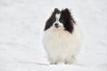 Pomeranian Spitz dog on winter outdoor walking full size portrait, cute white black Spitz puppy