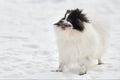 Pomeranian Spitz dog on winter outdoor walking full size portrait, left copy space Royalty Free Stock Photo