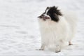 Pomeranian Spitz dog on winter outdoor walking full size portrait, left copy space