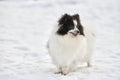 Pomeranian Spitz dog on winter outdoor walking full size portrait, left copy space Royalty Free Stock Photo