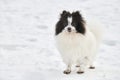 Pomeranian Spitz dog on winter outdoor walking full size portrait, left copy space Royalty Free Stock Photo