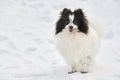 Pomeranian Spitz dog on winter outdoor walking full size portrait, left copy space Royalty Free Stock Photo