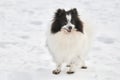 Pomeranian Spitz dog on winter outdoor walking full size portrait, left copy space Royalty Free Stock Photo