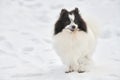 Pomeranian Spitz dog on winter outdoor walking full size portrait, left copy space Royalty Free Stock Photo