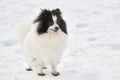 Pomeranian Spitz dog on winter outdoor walking full size portrait, right copy space