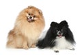 Pomeranian Spitz dogs