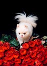Pomeranian spitz. Fashionable doggy on roses. A gift for a glamorous girl. Cute white puppy. Pet. Dog. Glamor. Dwarf Royalty Free Stock Photo