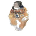 Pomeranian Spitz - hand painted, isolated on white background