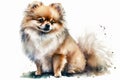 Pomeranian Spitz. Illustration of a handsome puppy on watercolor background. Cute Spitz. Small Toy Breeds.Generative AI