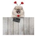 pomeranian spitz pug puppy dog with red hearts and sign happy valentine`s day, hanging with paws on wooden fence, isolated on whi Royalty Free Stock Photo