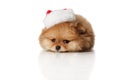 Pomeranian Spitz puppie in Santa hat Royalty Free Stock Photo