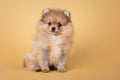 Pomeranian spitz puppy