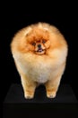 Pomeranian Spitz puppy