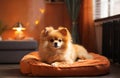 Pomeranian spitz puppy in cozy room