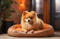 Pomeranian spitz puppy in cozy room