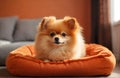 Pomeranian spitz puppy in cozy room