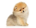 Pomeranian spitz puppy on a white background Royalty Free Stock Photo