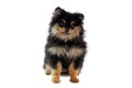 Pomeranian Spitz puppy dog isolated on white background, cute black brown yellow Spitz puppy Royalty Free Stock Photo