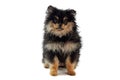 Pomeranian Spitz puppy dog isolated on white background, cute black brown yellow Spitz puppy Royalty Free Stock Photo