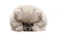 Pomeranian spitz puppy dog, lying down on white floor, looking shy