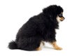 Pomeranian Spitz puppy dog side view isolated on white background, cute black brown Spitz puppy Royalty Free Stock Photo