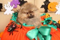 Pomeranian puppy in a huge orange basket