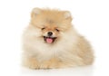 Pomeranian Spitz puppy lying on a white background Royalty Free Stock Photo