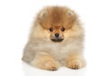 Pomeranian Spitz puppy lying on white Royalty Free Stock Photo