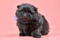 Pomeranian Spitz puppy on pink background Royalty Free Stock Photo