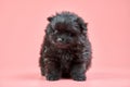 Pomeranian Spitz puppy on pink background Royalty Free Stock Photo