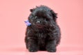 Pomeranian Spitz puppy on pink background Royalty Free Stock Photo