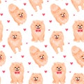 Pomeranian Spitz puppy seamless pattern. Small German spitz all over print background.