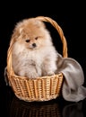 Pomeranian Spitz puppy sits in wicker basket on black background. Royalty Free Stock Photo