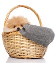 Pomeranian Spitz puppy sits in wicker basket on white background. Royalty Free Stock Photo