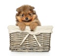 Pomeranian Spitz puppy in basket on white Royalty Free Stock Photo
