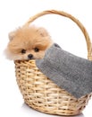 Pomeranian Spitz puppy sits in wicker basket on white background. Royalty Free Stock Photo