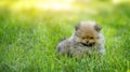 Pomeranian spitz puppy sitting on the grass in the park. Copy space Royalty Free Stock Photo