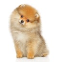 Pomeranian Spitz puppy sitting on white background. Royalty Free Stock Photo