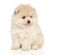 Pomeranian Spitz puppy sitting on white background