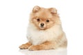 Pomeranian Spitz puppy on a white background