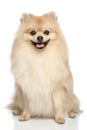 Pomeranian Spitz puppy on a white background