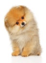 Pomeranian Spitz puppy on white background. Royalty Free Stock Photo