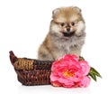 Pomeranian Spitz puppy on white background Royalty Free Stock Photo