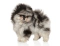 Pomeranian Spitz puppy on a white background Royalty Free Stock Photo
