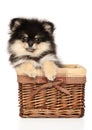 Pomeranian Spitz puppy in wicker basket Royalty Free Stock Photo